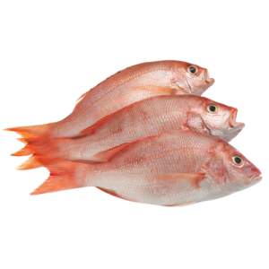 Red Snapper Fish